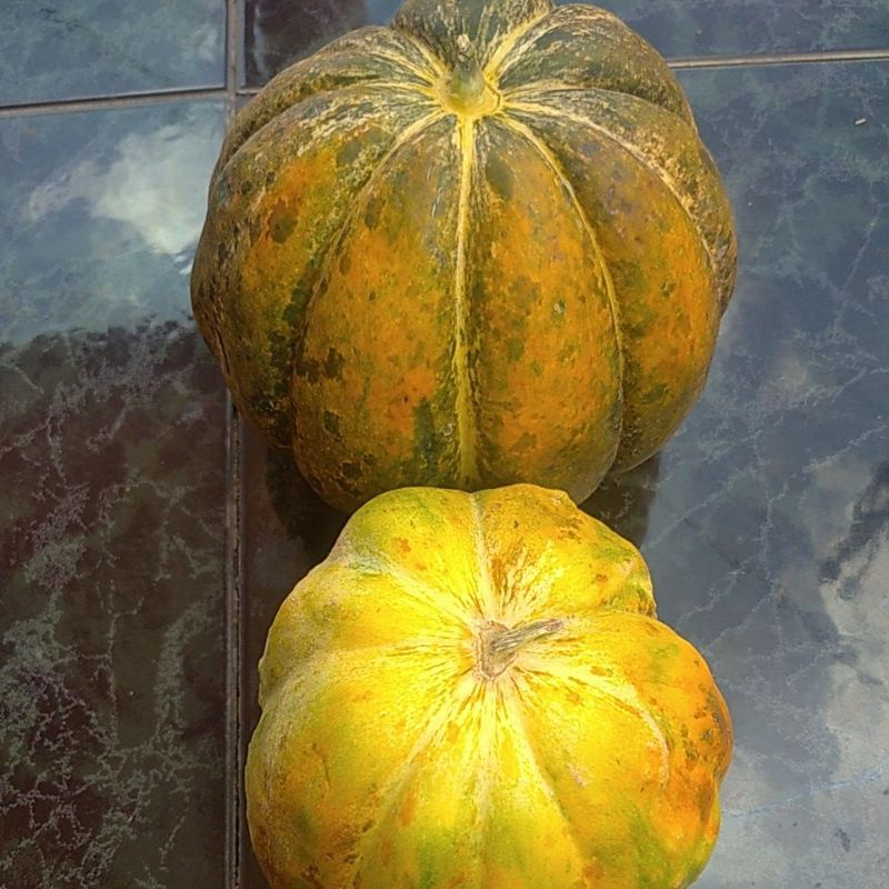 

BUAH BLEWAH segar kilogram