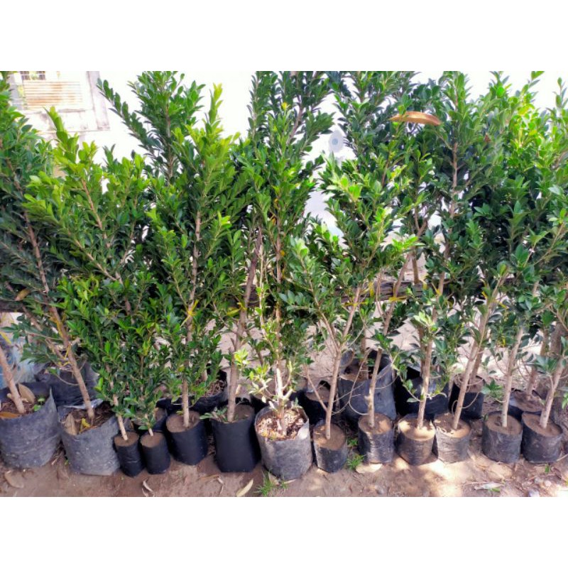 BIBIT BONSAI FICUS ELEGAN