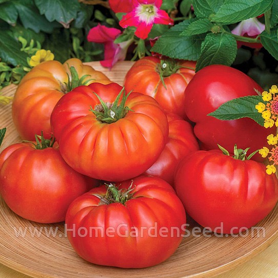 Benih Tomat, Tomato Beefsteak - Home Garden Seed