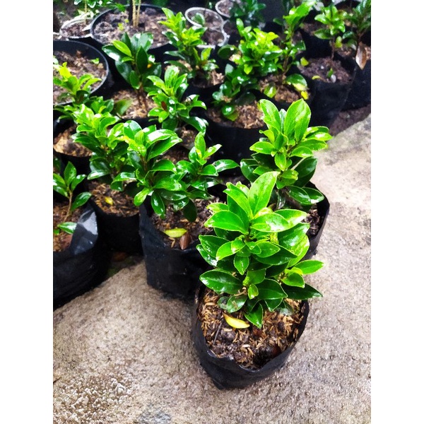 bahan bonsai beringin elegan/ficus elegan