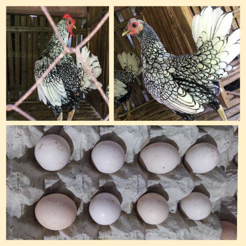 TELOR AYAM HIAS BATIK ITALY,HARGA UNTUK/6BUTIR  AYAM JADUL AYAM PALING DI CARI AYAM VIRAL AYAM EXOTI