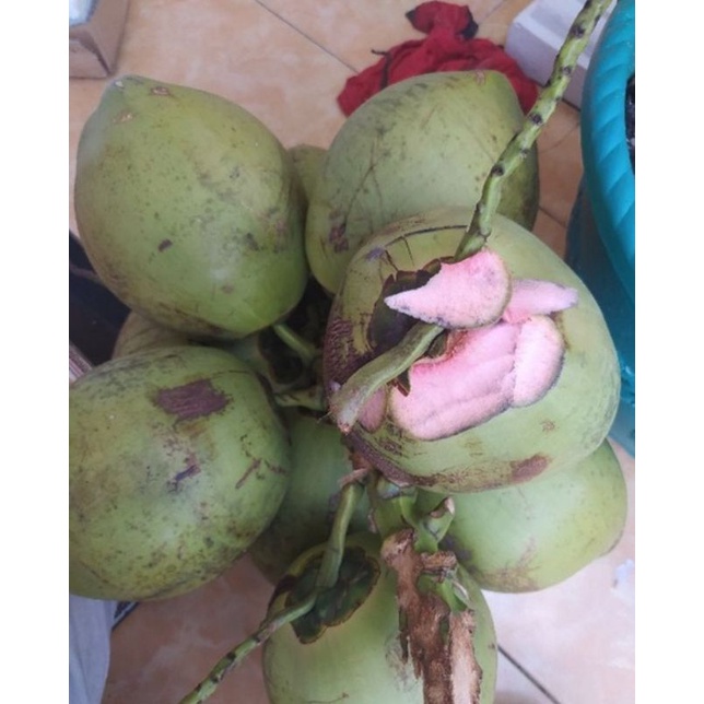 

kelapa hijau asli duwegan muda segar petik langsung