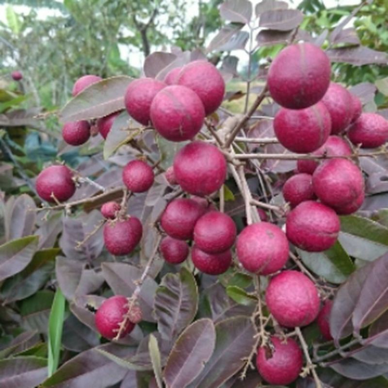 bibit kelengkeng merah / kelengkeng ruby longan