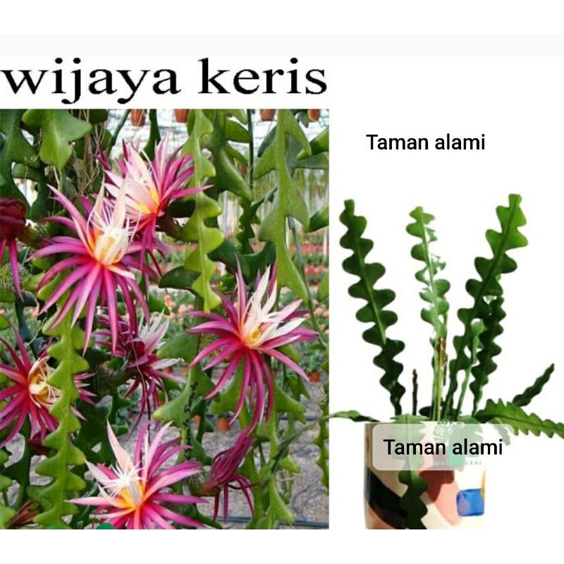 wijaya kusuma keris rimbun - tanaman wijaya kusuma keris