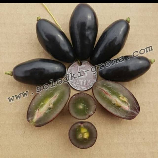 Bibit Anggur Import BLACK FINGER Grafting