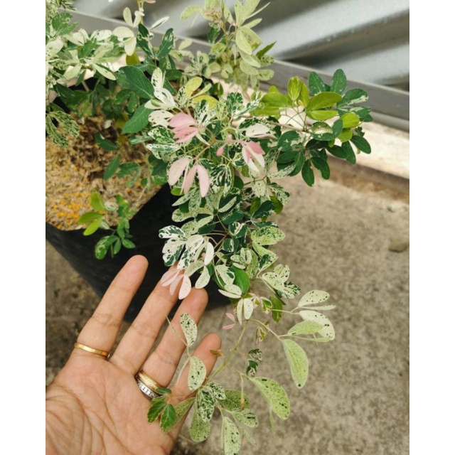 Bibit tanaman asem londo varigata/ tanaman asam Kranji