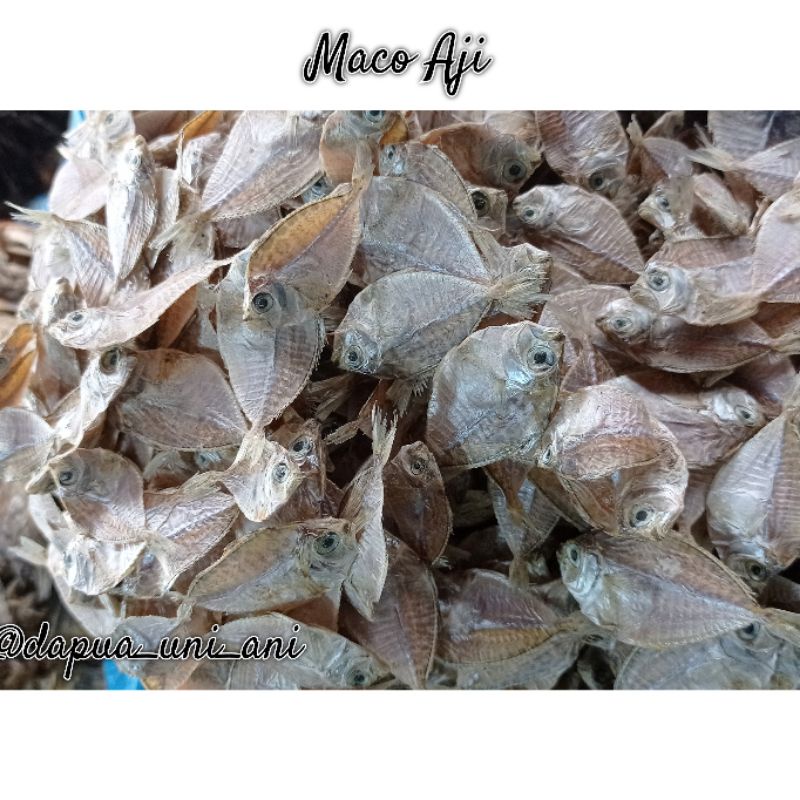 

MACO AJI