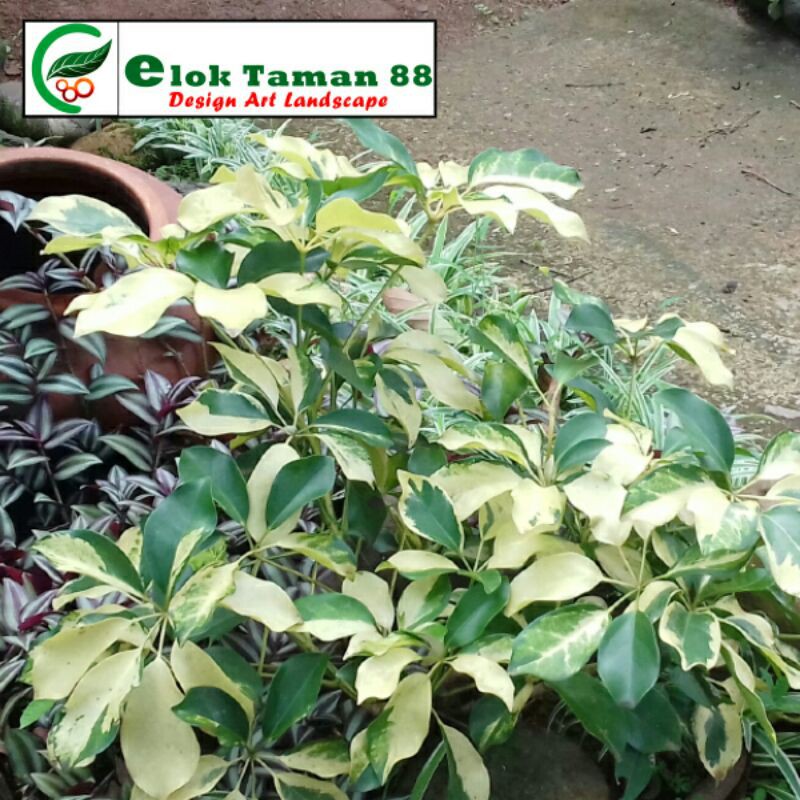 Bibit Pohon Walisongo varigata tanaman hias daun