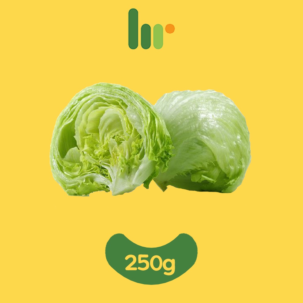 

Lettuce Head / Lettuce Iceberg / Selada Bokor