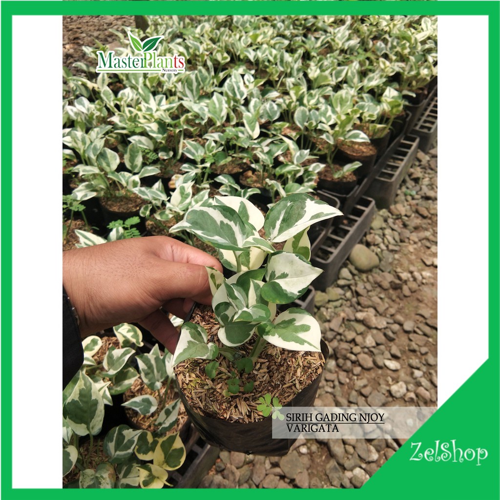Sirih Njoy Pothos - Sirih Gading Varigata - Sirih Koin