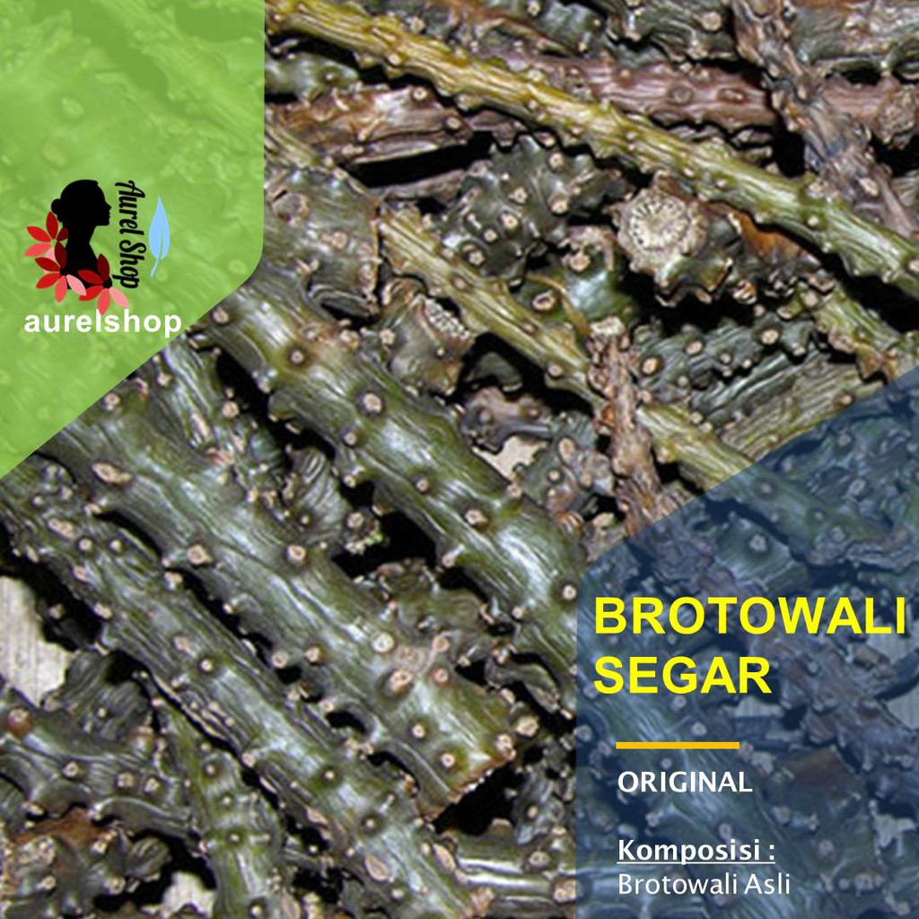 

Brotowali Segar 1 kg