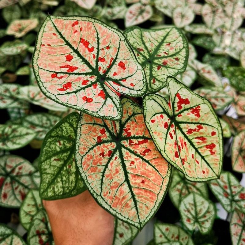 caladium wonderland / tanaman hias keladi thai import - umbi caladium