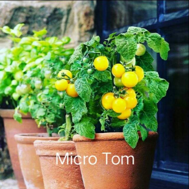 [Paket 10 seed]Benih/biji/seed Tomat hias unik tomat mini Tomat Microtom