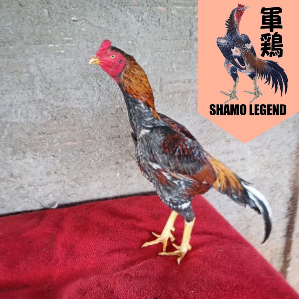 ayam shamo japan original legend telur fertil perbutir