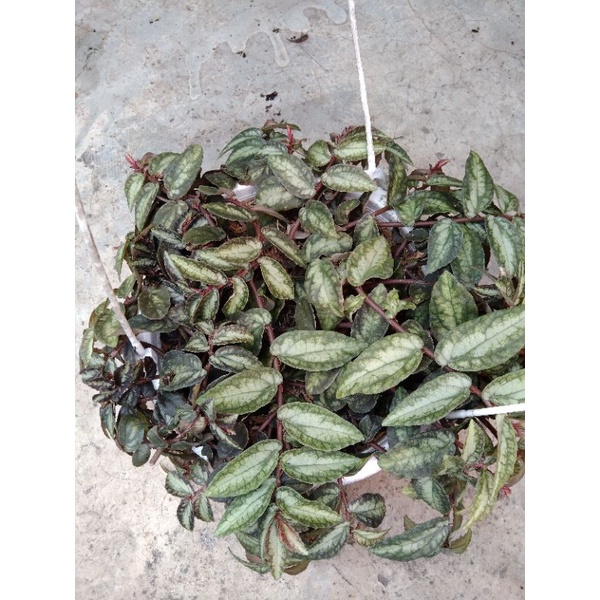 [PROMO]Pillionia/Begonia pillionia/Tanaman gantung