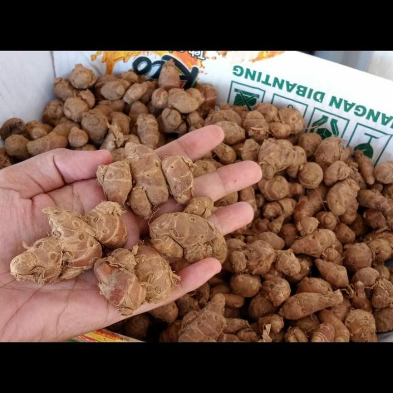 Kencur segar 1 kg / Kuncur super rimpang / Kencur segar / Kencur terbaik / Kencur bulat