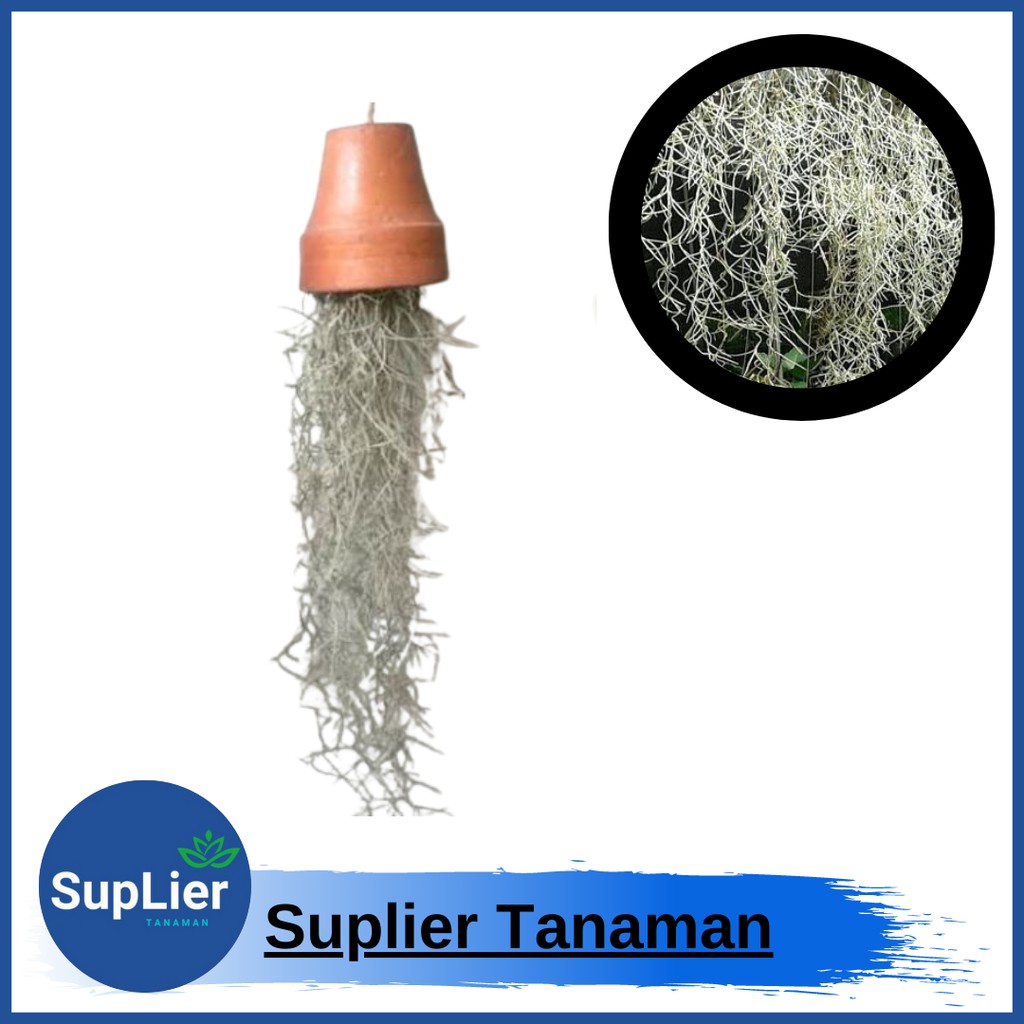 Tanaman Hias Spanish Moss