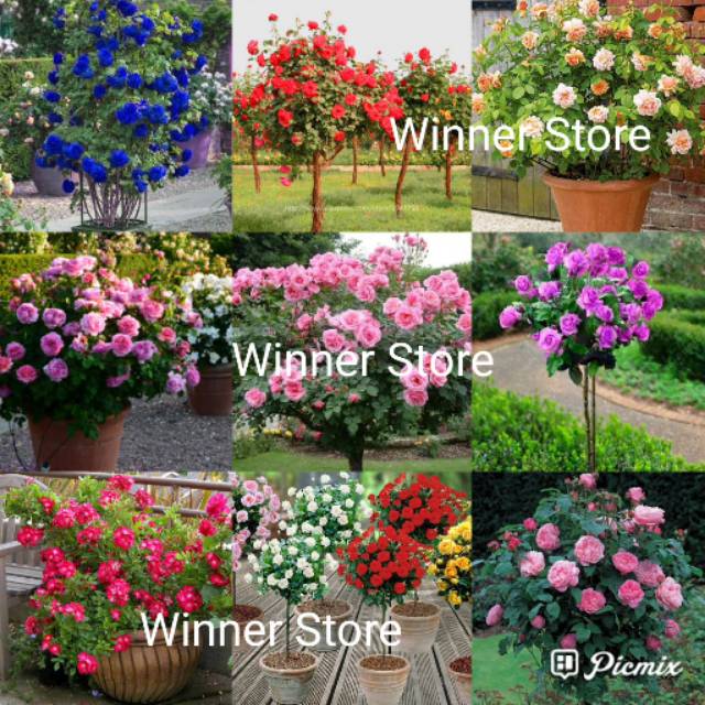 6 Roses Rosa Chinensis Rose Tree Plant Flower Ye Ji Hua Rainbow Colourful Import Mix Mixed Bijibenih Lazada Indonesia