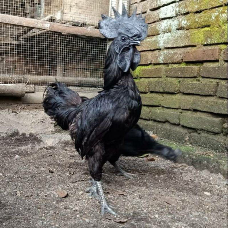

TELUR TETAS AYAM CEMANI SUPER