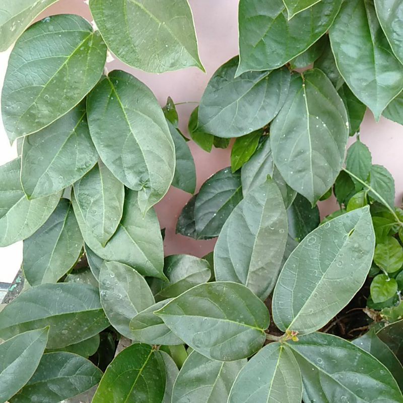 

Daun Cincau hijau tebal petik segar