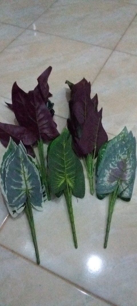 Daun Keladi ×9