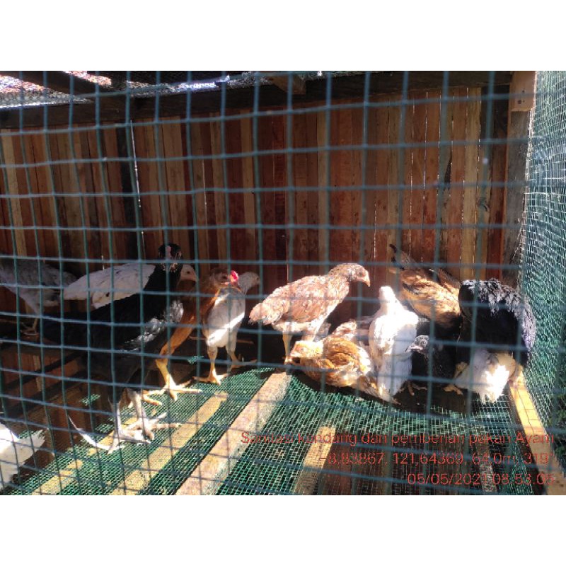 

Ayam kampung super