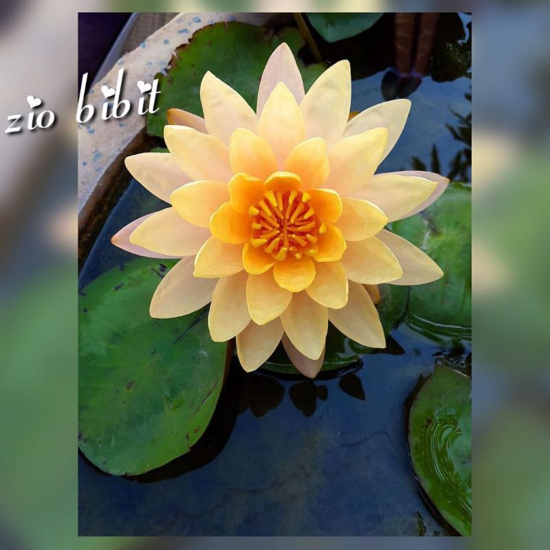 Benih Lotus Teratai Nymphaea mexicana yellow kuning Zehra