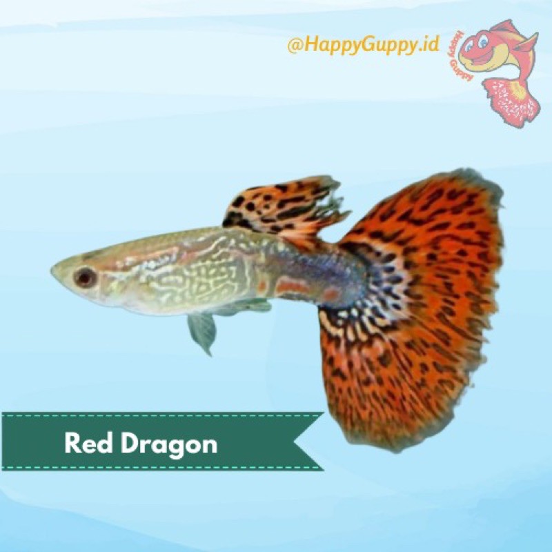 Ikan Hias Guppy Red Dragon