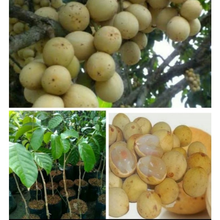 bibit pohon duku lokal/pohon duku /tanaman duku lokal