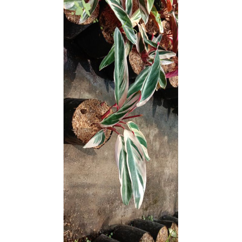 Calathea Multicolor / Tricolor / Merah Putih