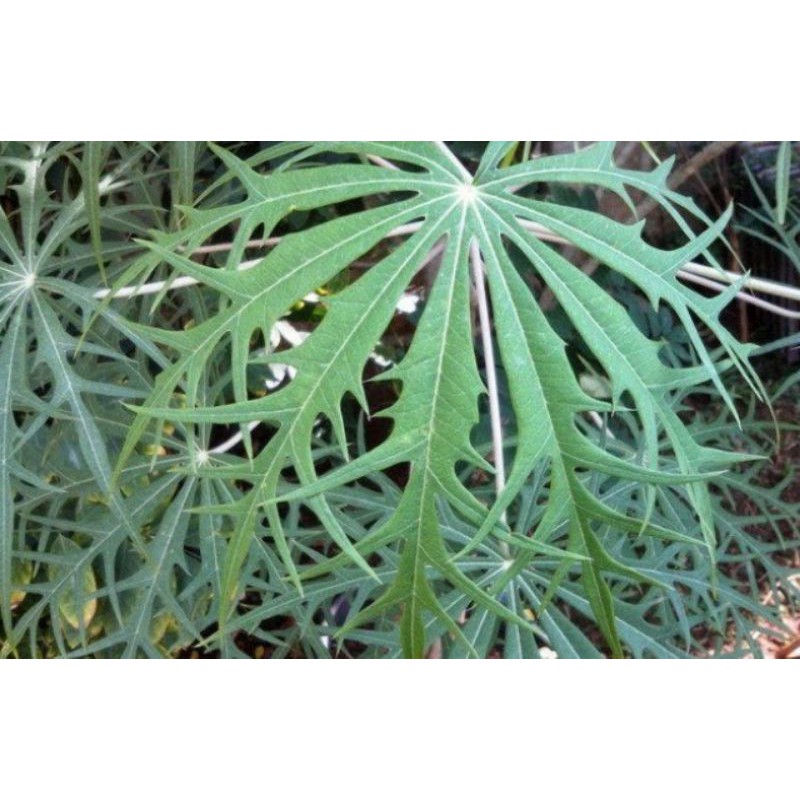 tanaman yodium pohon betadin