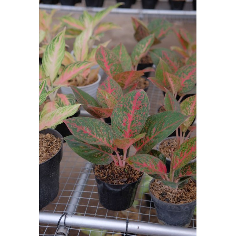 Pusat Aglonema Murah.. Aglonema Stardust Merah