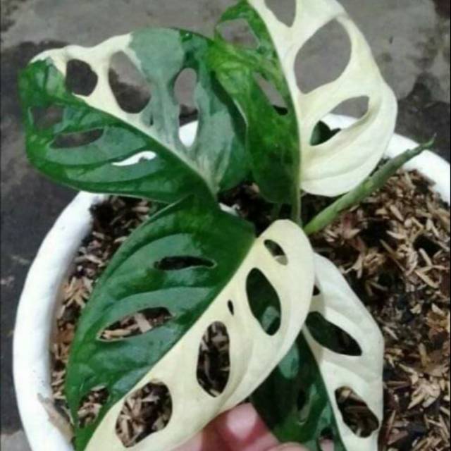 Janbol Japan / Monstera Adansonii Japan Varigata / Janda Bolong Japan / Janbol Japan / Monstera Vari