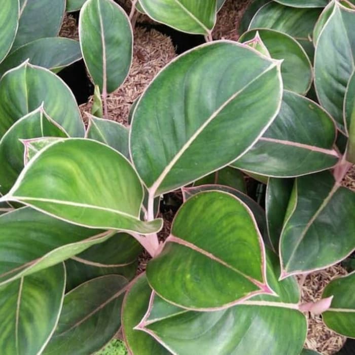 Tanaman hias aglonema lipstik flamingo/aglo lipstik flamingo/aglonema