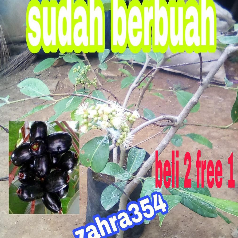 bibit duwet hitam unggul okulasi sudah berbuah / duwet hitam / juwet hitam / bibit buah / jamblang