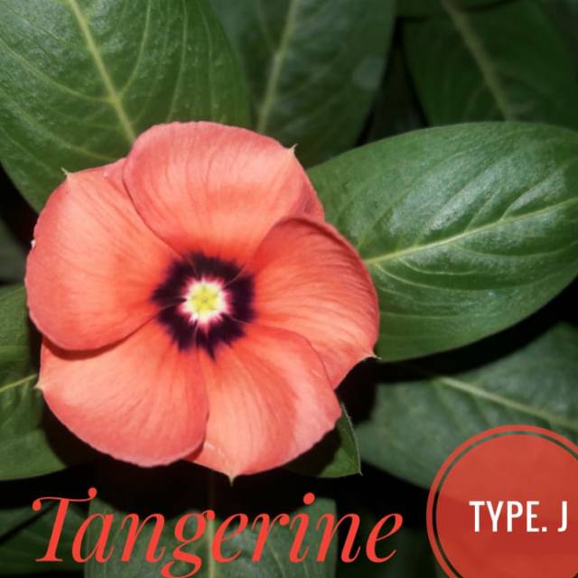 Benih Vinca Juntai - Vinca Tangerine