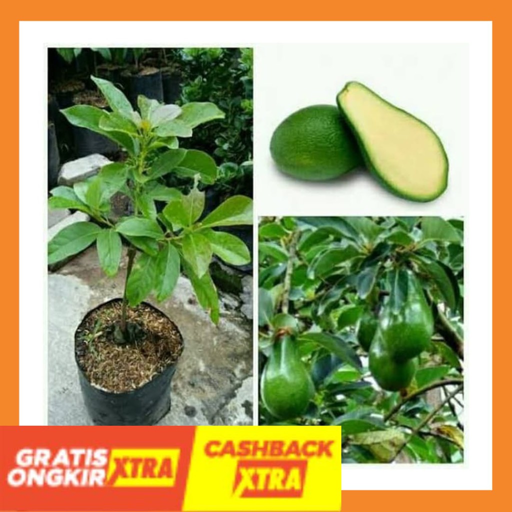 TERBARU BEST SELLER - Bibit Buah Alpukat Mentega Tanpa Biji - Cepat Buah Kualitas Unggul