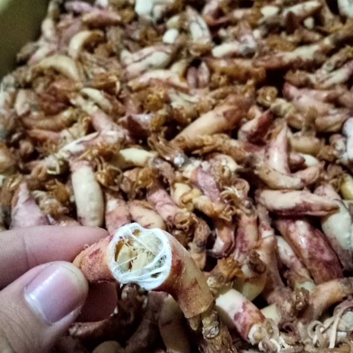 

Marhies - Cumi Telur Kering Asin - Resep Cumi Cabe Ijo Lada Hitam Paling Laris
