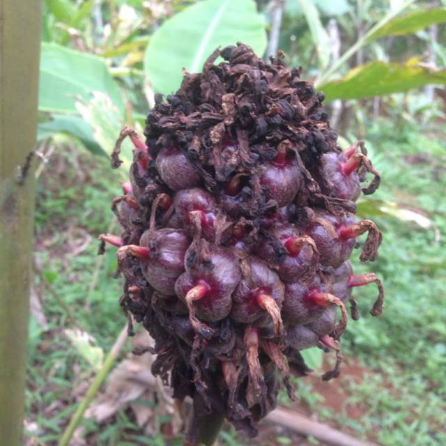 

Buah Honje Laka Asli yang Berkhasiat Tinggi 1 kg