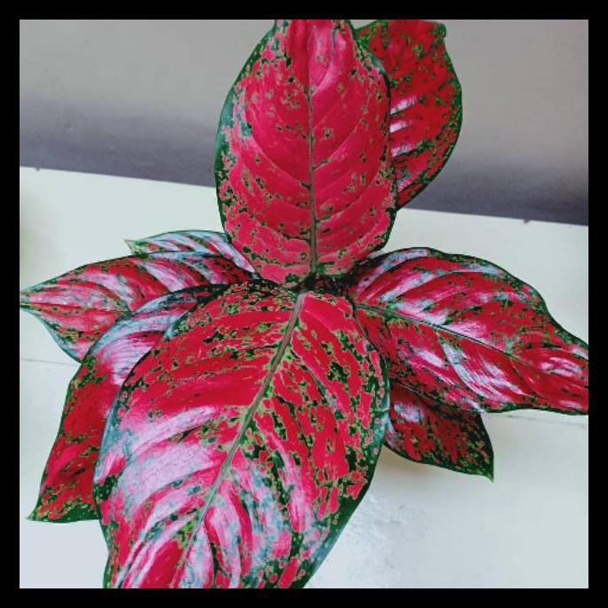 Hot Sale Aglonema Red King - Tanaman Hias Aglonema Red King