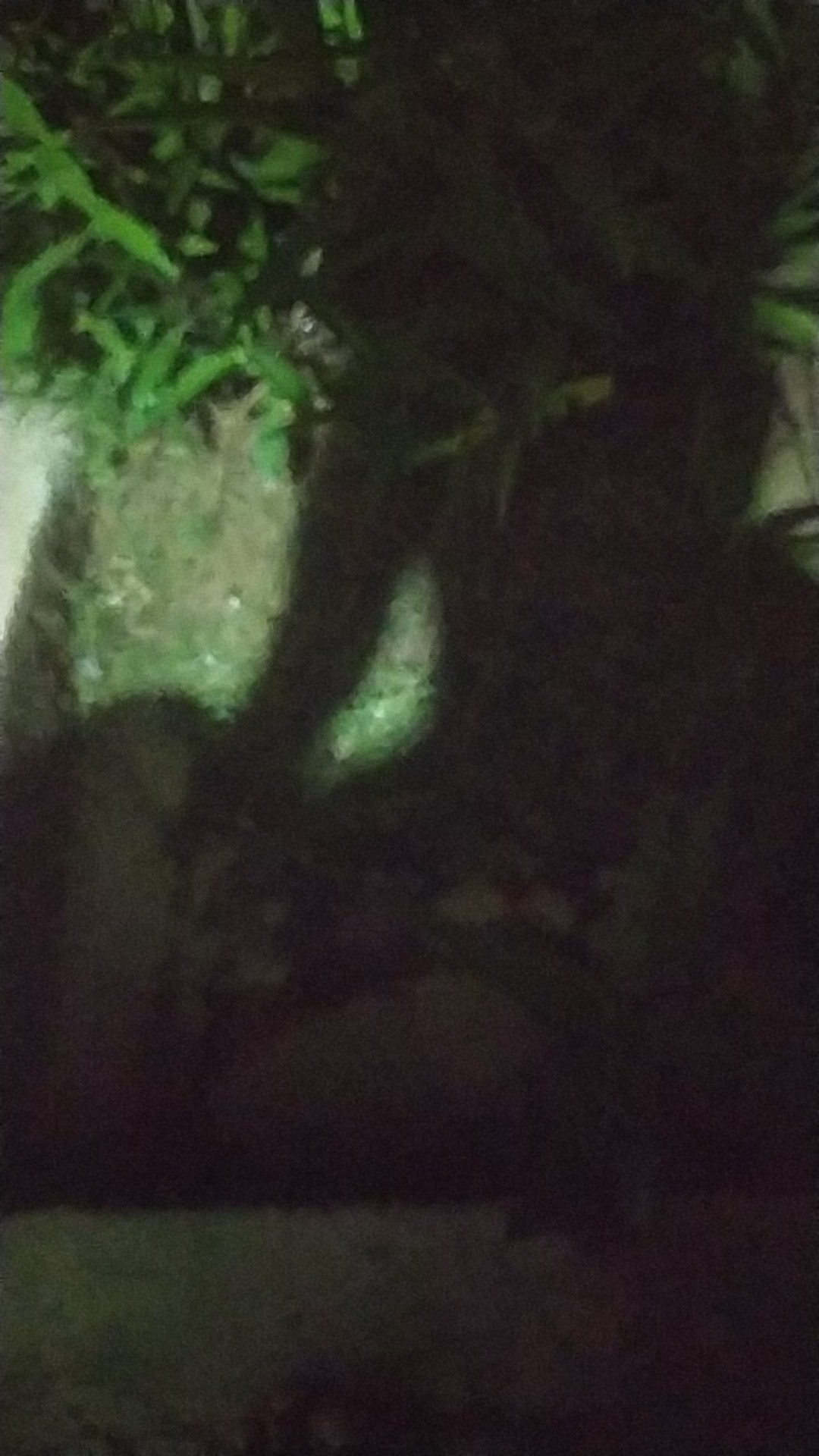 Isi Botol 30 Ml Li0uid Ev0d Juice