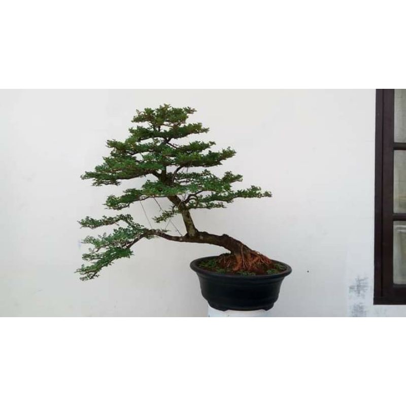 bibit bonsai KAWISTA