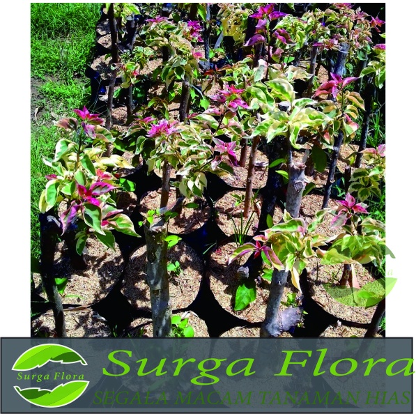 Tanaman Bougenville Singapore Variegata . Varian Pink Fanta/Ungu/Putih