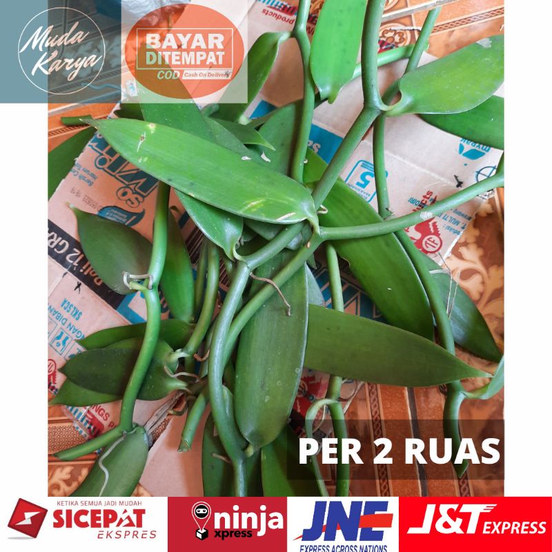 BIBIT VANILI STEK-PER 2 RUAS-PER 2 DAUN VANILA PLANIFOLIA - Benih Vanili Unggul