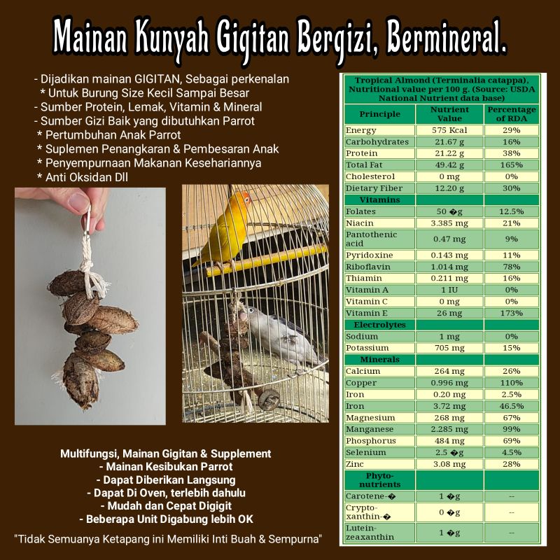 Mainan Gigitan Kunyah Buah Biji Ketapang