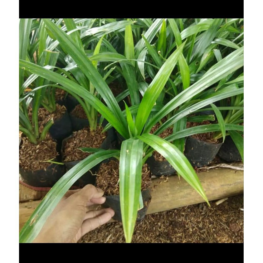 Tanaman Pandan Wangi Tanaman Pandan Hijau Tanaman Pandan