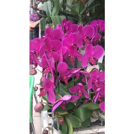 ANGGREK BULAN UNGU (BUNGA SEGAR)