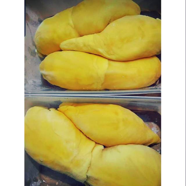 

Duren montong palu gembul