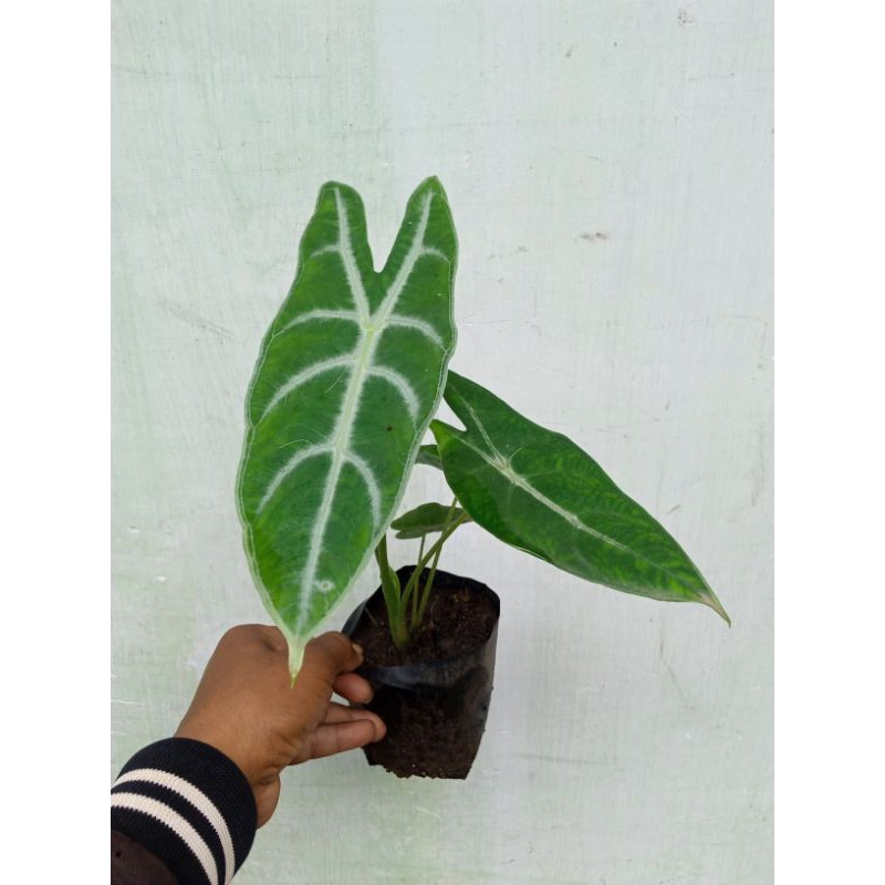 Alocasia Longiloba Silver