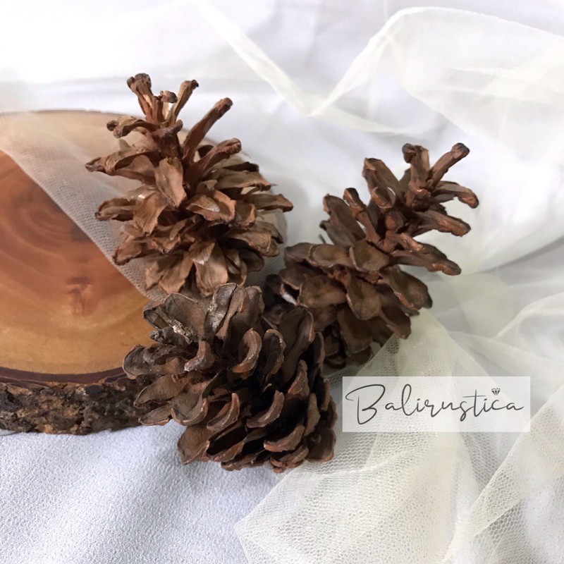 Bunga Pinus Kering | Bahan Dekorasi Rustik